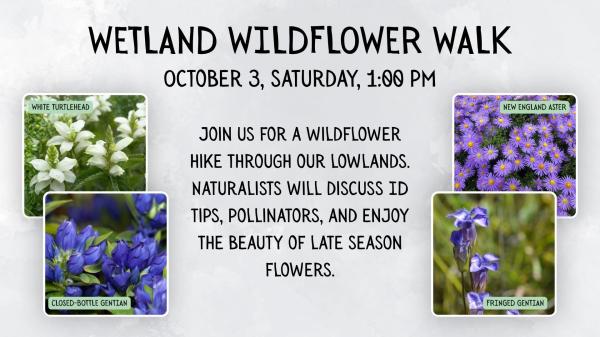 Wetland Wildflower Walk Event