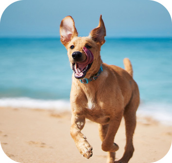 Thing To Do Dog Friendly 