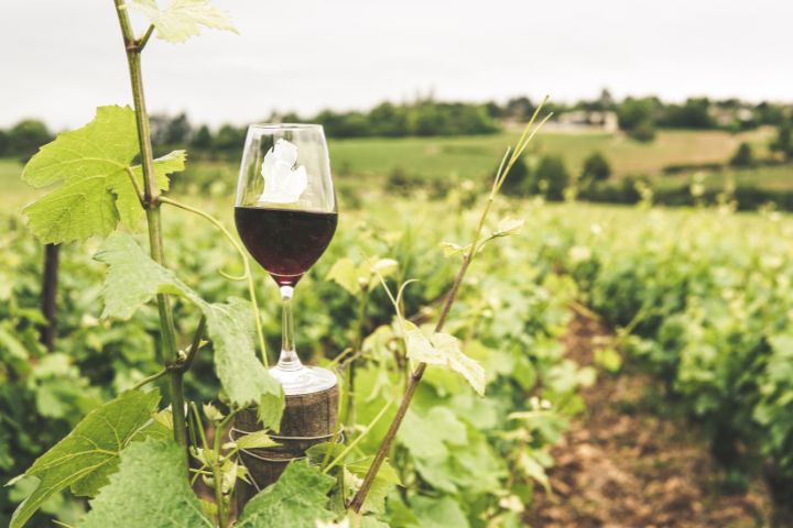 Thing To Do Southwest Michigan Winery & Brewery Tours